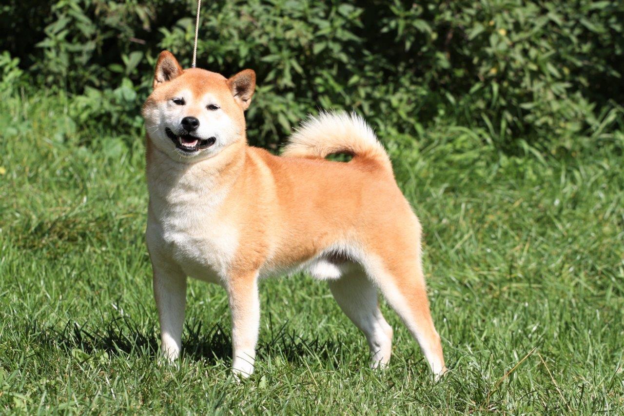 Shiba Inu Guide Photos Origin Characteristics Care Tips And Price