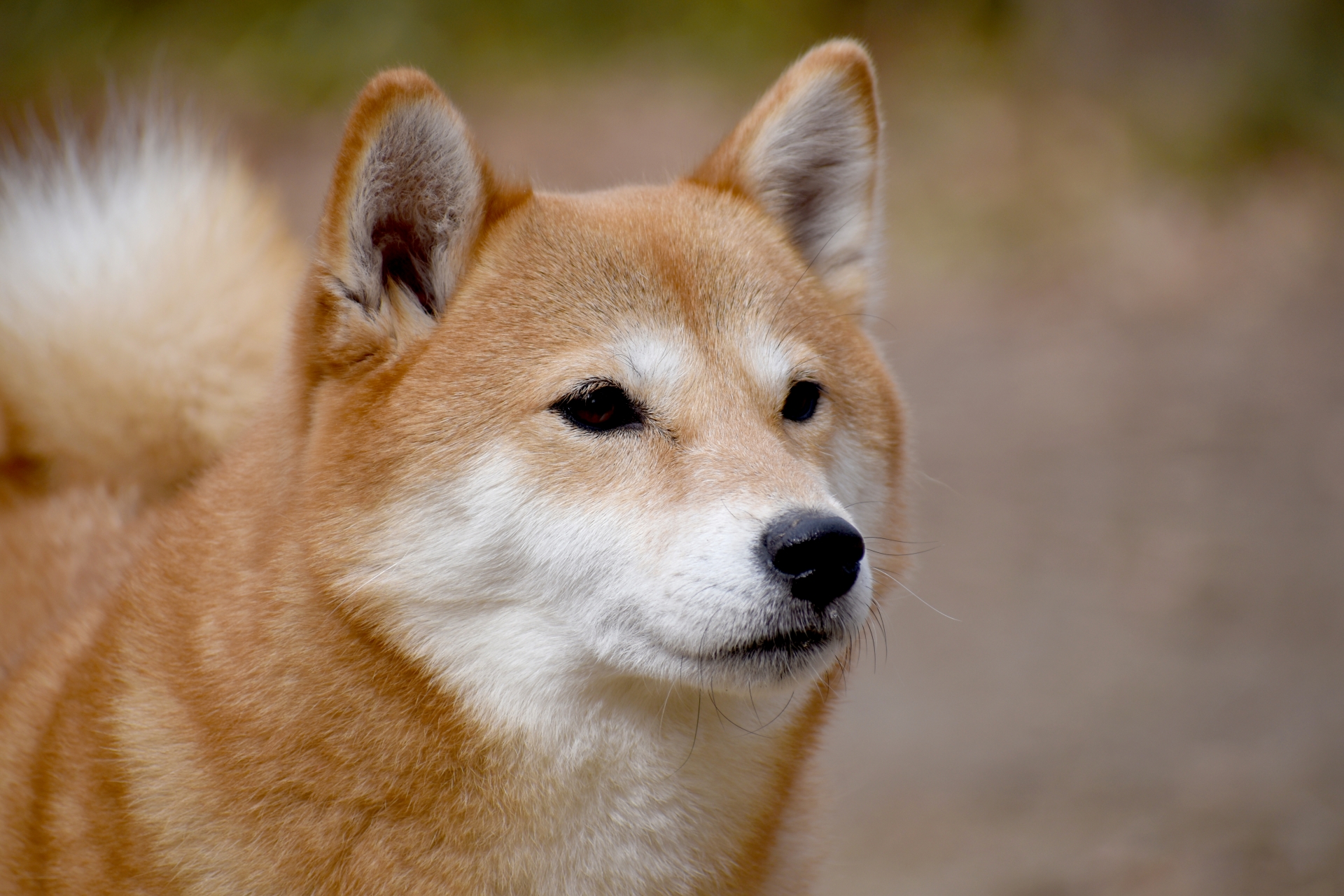 Shiba Inu Guide Photos Origin Characteristics Care Tips And Price